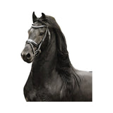 Diamond and Black Rhodium Horse Earrings